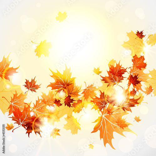 Maple leaves background