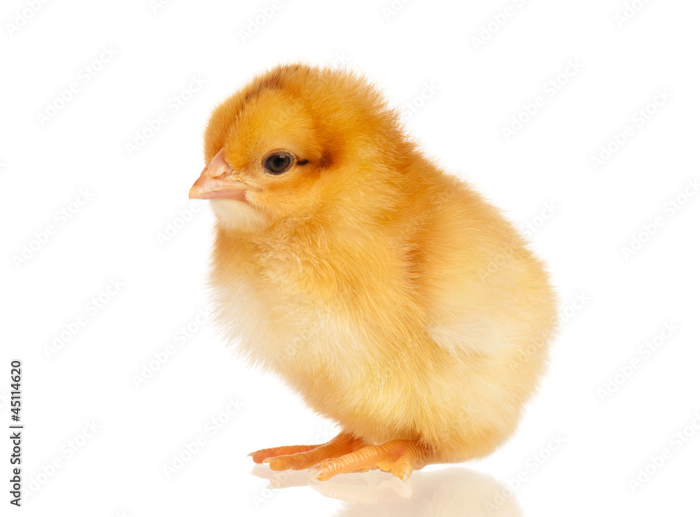 Little chicken Little chicken