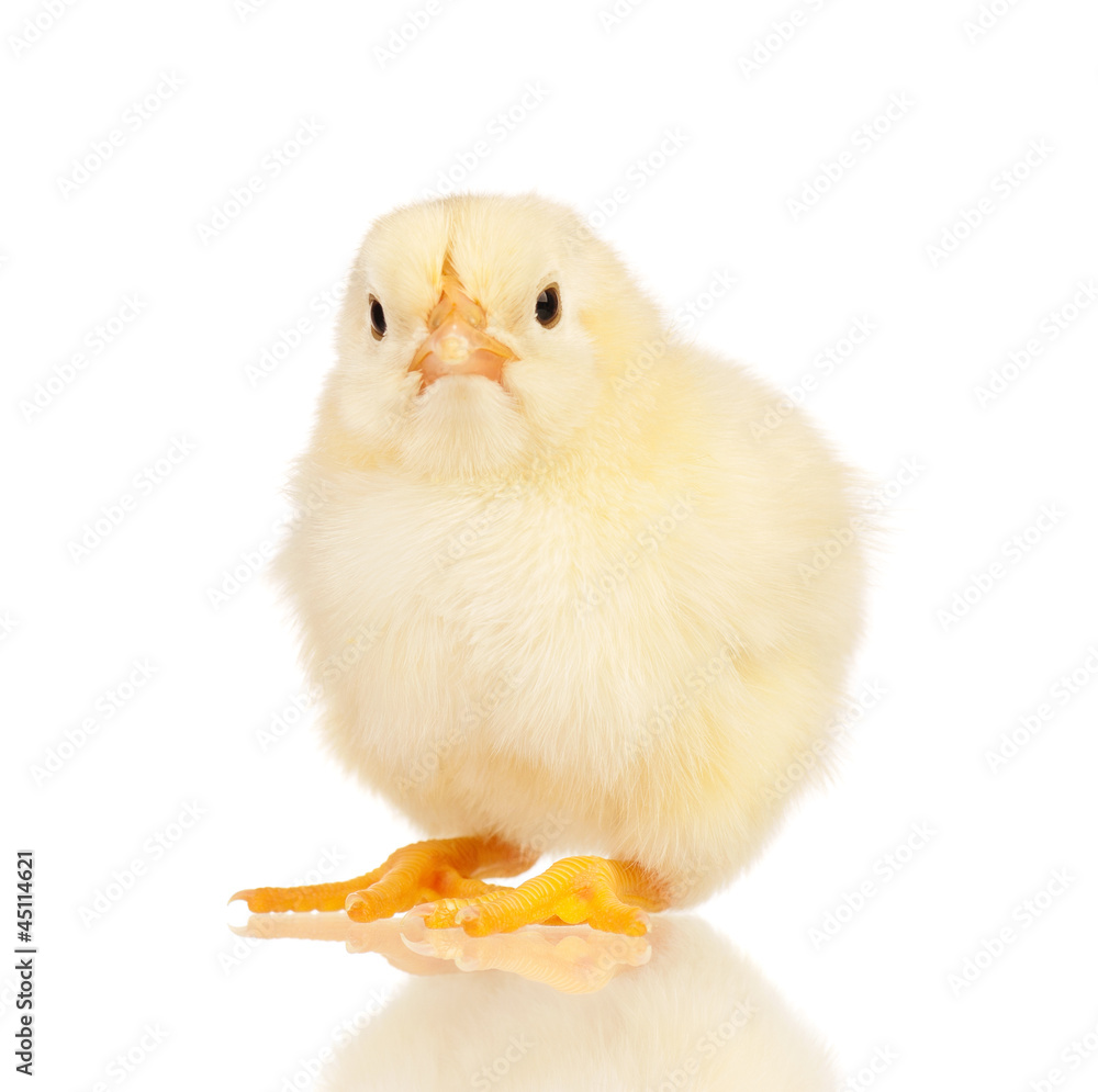 Obraz premium Mały kurczak