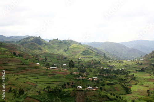 Rice Fields in Uganda, Africa photo