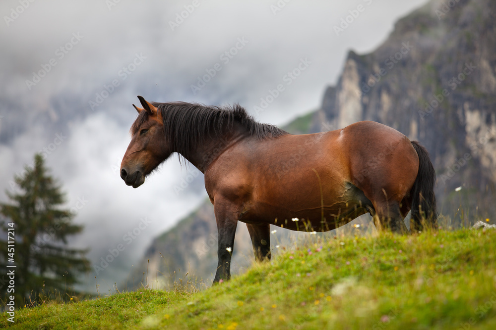 Fototapeta premium Pferde auf der Alm