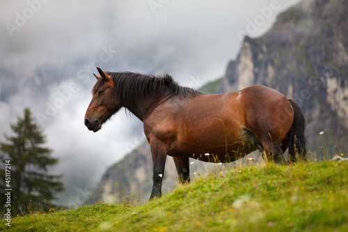 Pferde auf der Alm