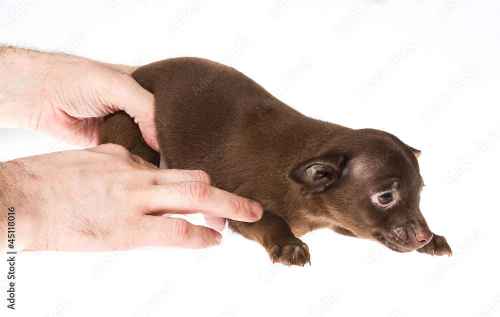 Funny puppy Chihuahua poses on a white background Funny puppy Chihuahua poses on a white background