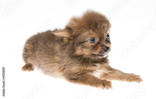 Funny puppy Chihuahua poses on a white background