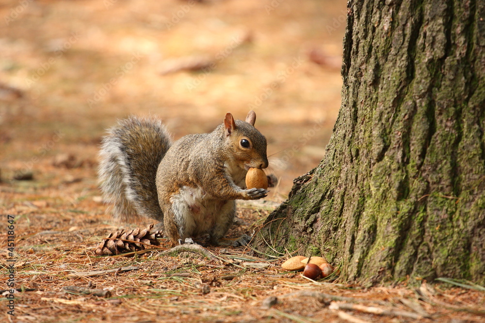 Obraz premium scoiattolo