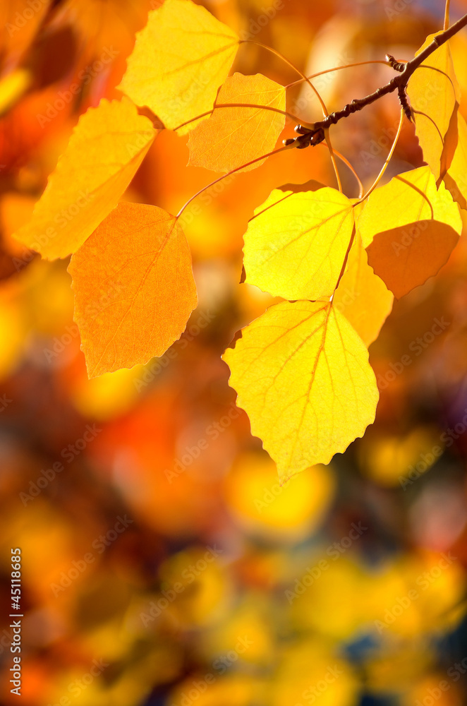 Background of autumn leaves.