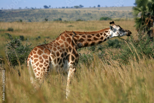 Giraffe, Uganda, Africa