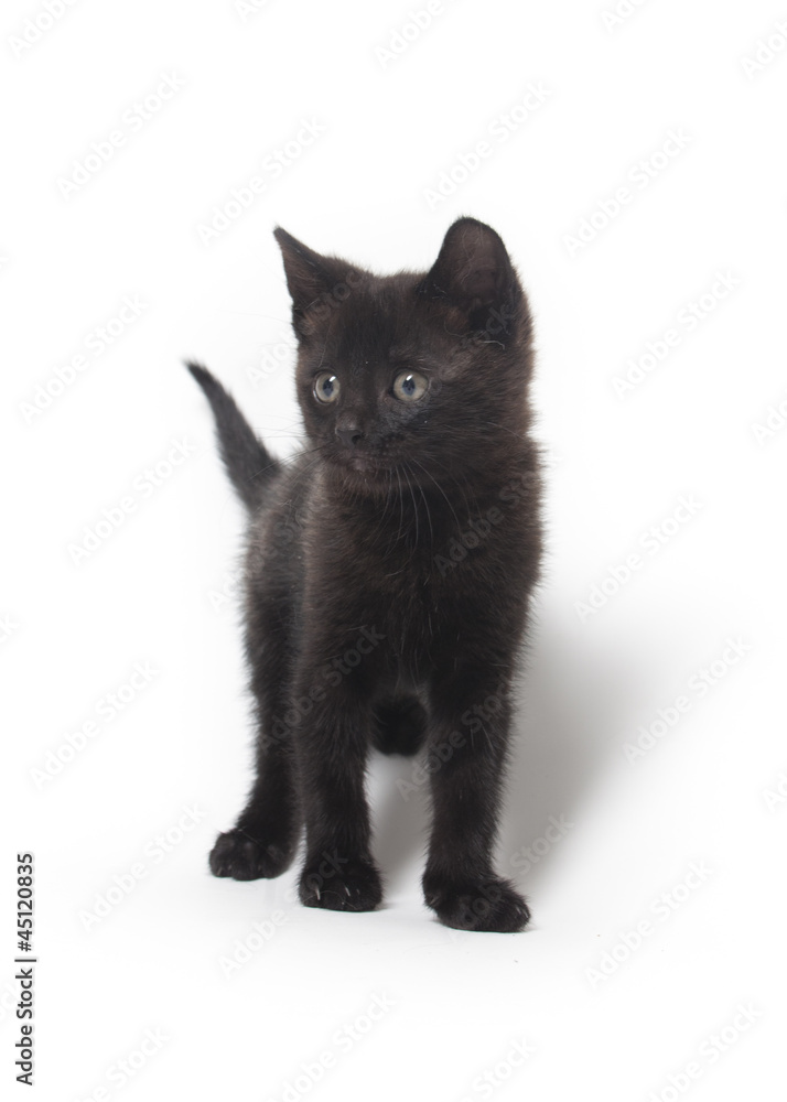 black kitten playing isolated
