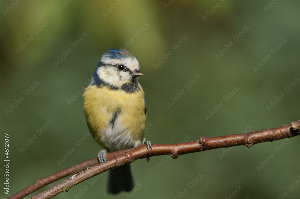 Blue tit sitting on a branch looking to the right