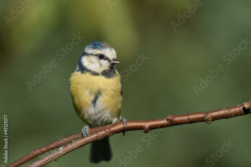 Blue tit sitting on a branch looking to the right