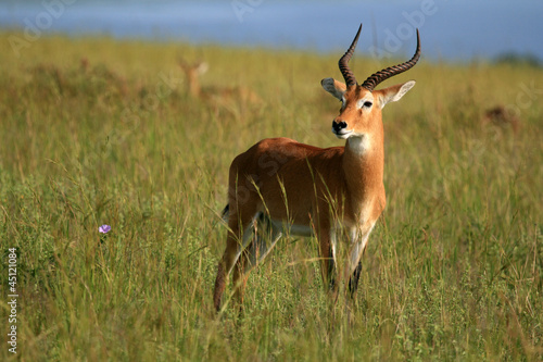 Impala Antelope, Uganda, Africa © Sam D'Cruz