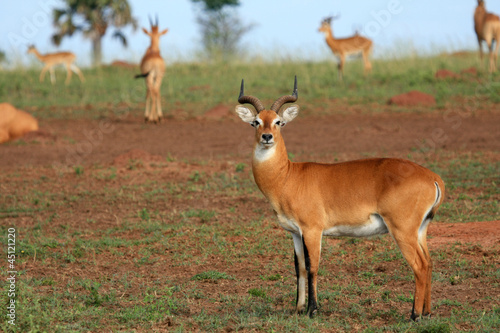 Impala Antelope  Uganda  Africa
