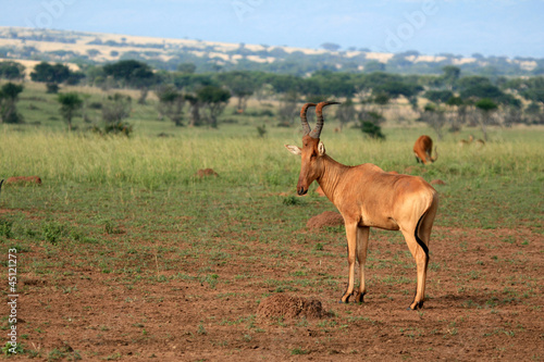 Murchison Falls NP  Uganda  Africa