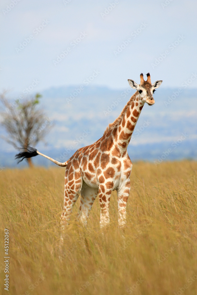 Fototapeta premium Giraffe, Uganda, Africa