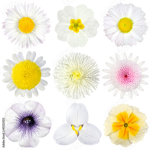 Various Collection of White Flowers Isolated on White © tr3gi