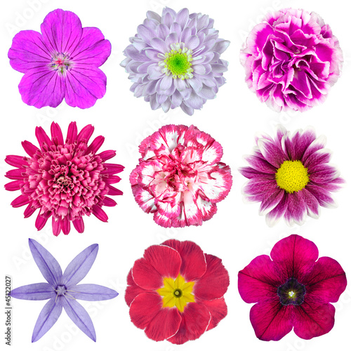 Collection of Nine Various Pink, Purple, Red Flowers Isolated © tr3gi