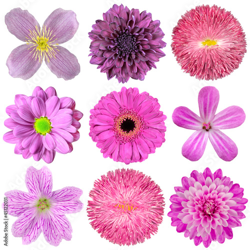 Fototapeta Naklejka Na Ścianę i Meble -  Collection of Various Pink, Purple, Red Flowers Isolated