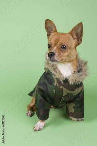chihuahua on colored background © By Glamstyle
