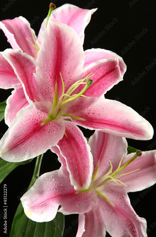 beautiful pink lily, on black background beautiful pink lily, on black background