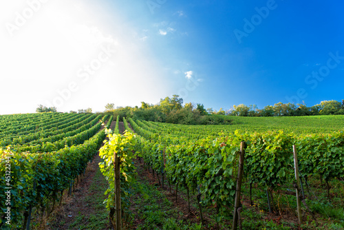 Weingut an der hessischen Bergstraße
