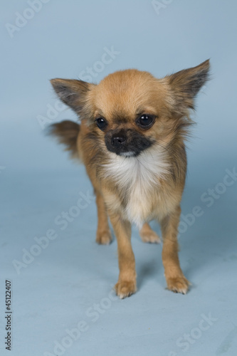 chihuahua on blue background © By Glamstyle