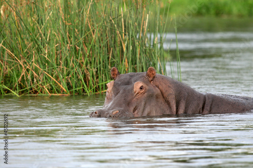 Hippo - Murchison Falls NP, Uganda, Africa photo