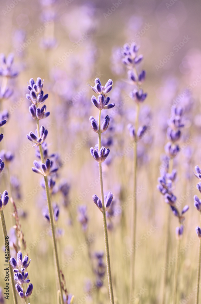 Obraz premium Lavender