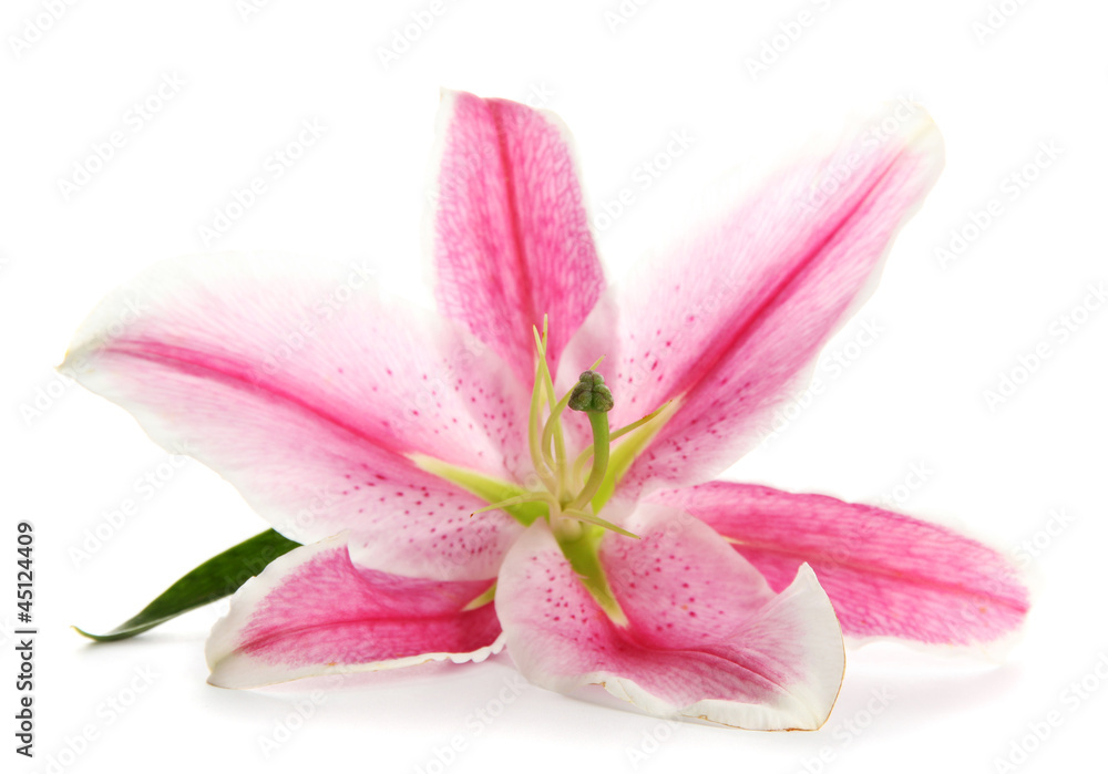 Naklejka premium piękna różowa lilia, na białym tle