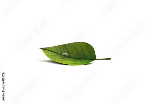 feuille goutte
