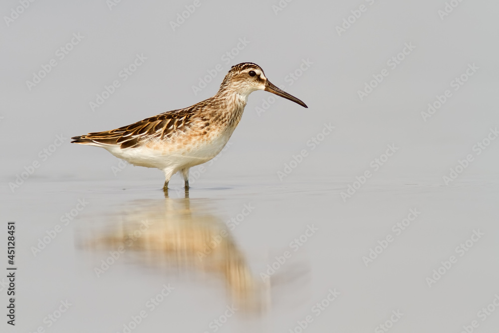 Broad-Billed Sandpiper In Shallow Water Broad-Billed Sandpiper In Shallow Water