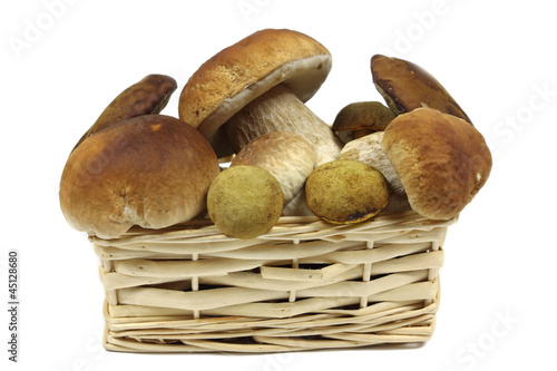 Fresh boletus mushrooms