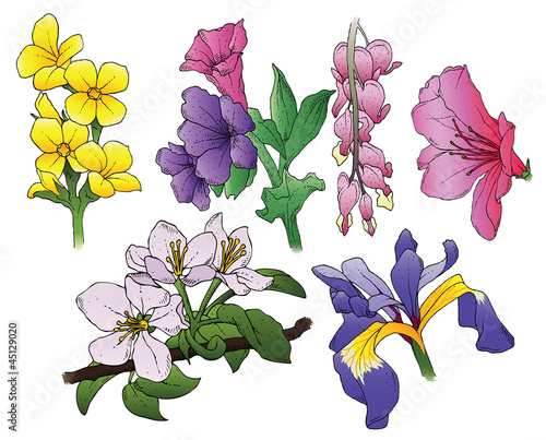 Fototapeta Naklejka Na Ścianę i Meble -  Vector Flower Collection