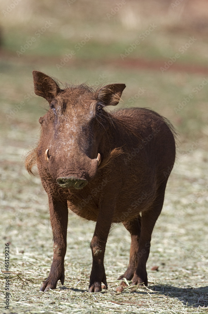 Close-up front view of a warthog; Phacochoerus aethioplus Close-up front view of a warthog; Phacochoerus aethioplus