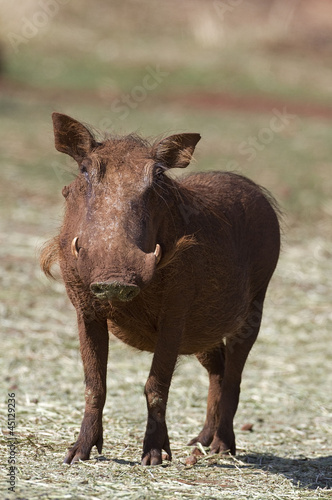 Close-up front view of a warthog  Phacochoerus aethioplus