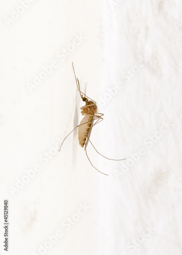 house mosquito high key photo