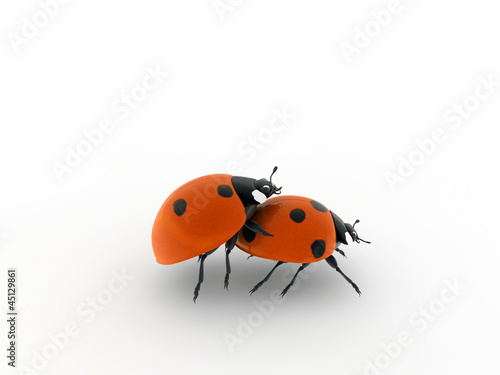 ladybirds make love isolated on white background