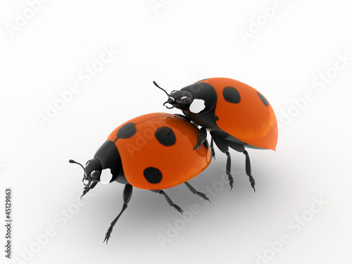 ladybirds make love © aleciccotelli