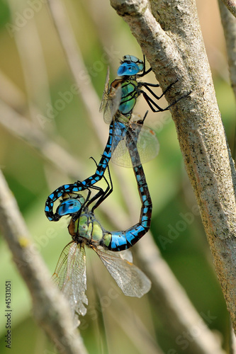 Blue-eyed Hawker dragonflies