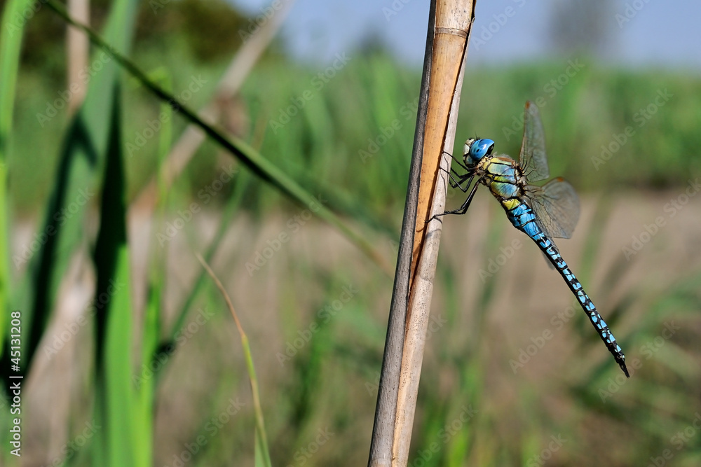 Dragonfly Dragonfly