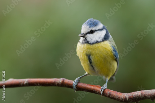 Blue tit sitting on a branch looking to the left