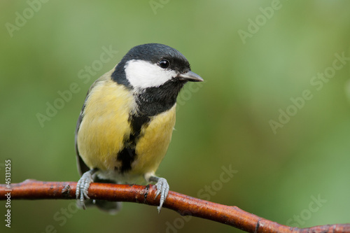 Great tit sitting on a branch looking to the right