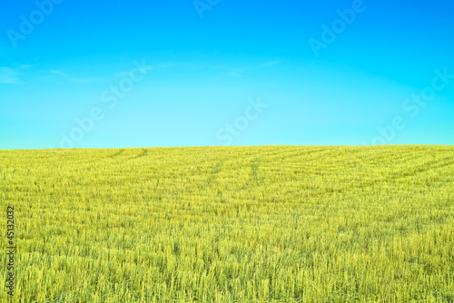 Harvested Wheat Field with a clear sky and tracks
