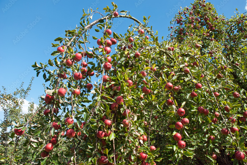 Apfelbaum, q. Apfelbaum, q.