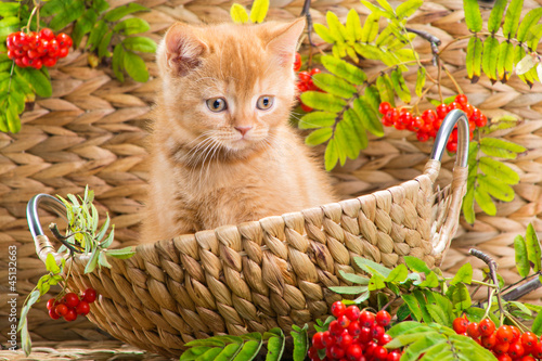 British kitten sitting in a basket with mountain ash