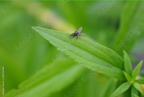 fly on a leaf © Alexandra Giese