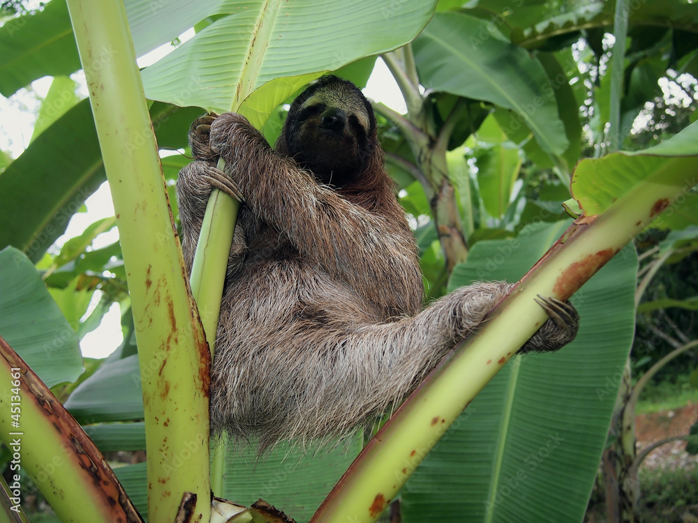 Fototapeta premium Sloth hanging from a banana tree, Costa Rica