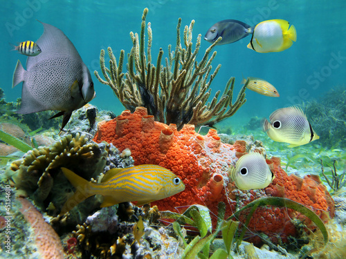 Underwater colors of marine life in a coral reef, Caribbean sea