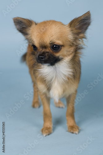 chihuahua on blue background © By Glamstyle