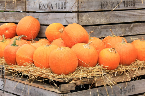 Pumpkins on Crates III