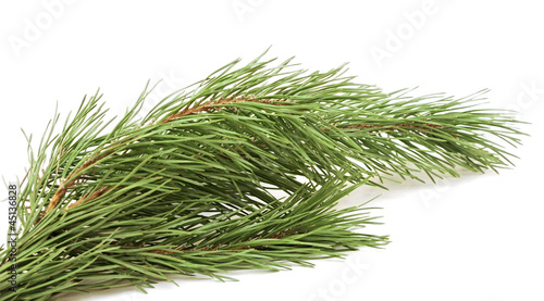 evergreen fir tree branch on a white